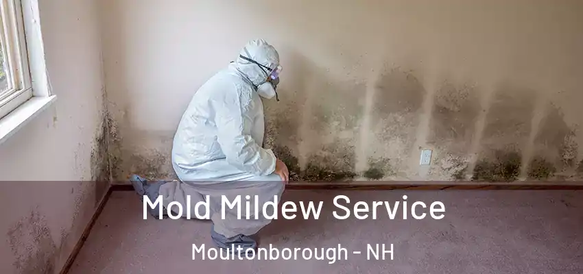  Mold Mildew Service Moultonborough - NH