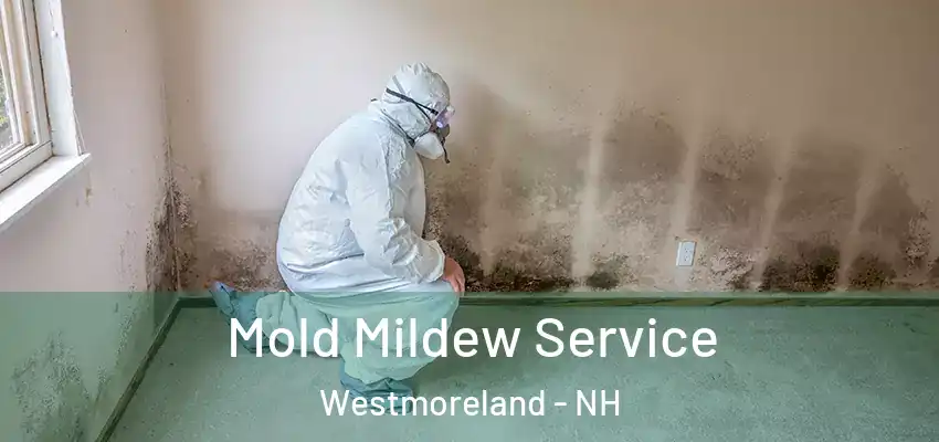  Mold Mildew Service Westmoreland - NH