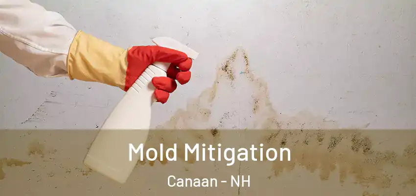  Mold Mitigation Canaan - NH