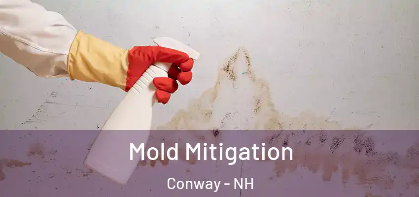  Mold Mitigation Conway - NH