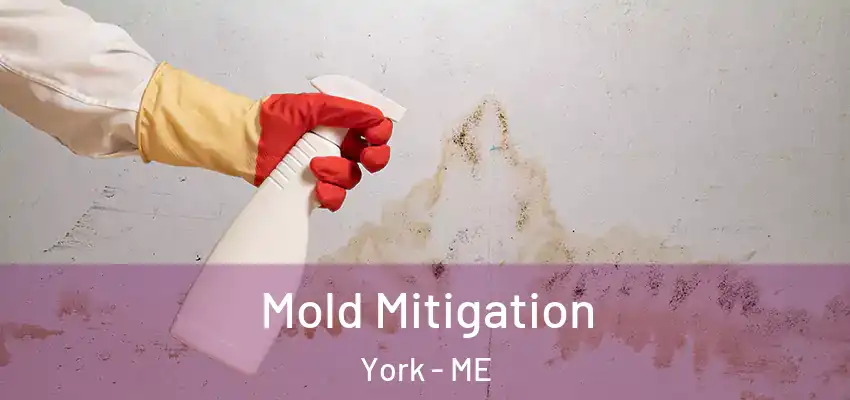 Mold Mitigation York - ME