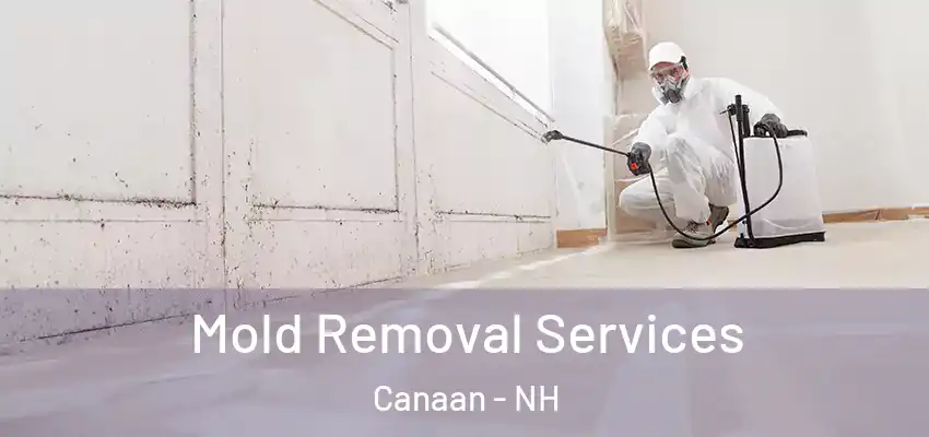  Mold Removal Services Canaan - NH