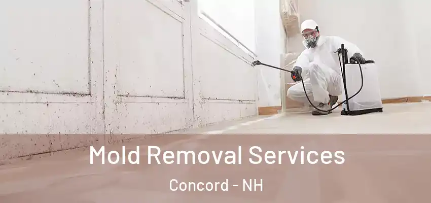  Mold Removal Services Concord - NH