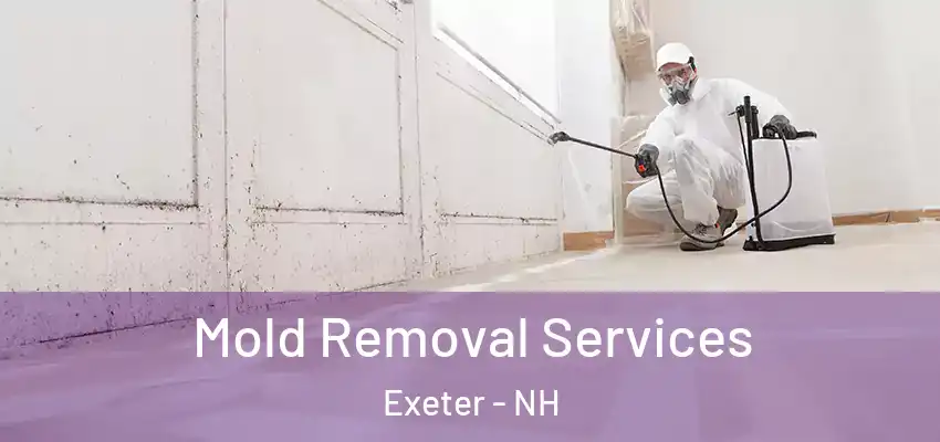  Mold Removal Services Exeter - NH