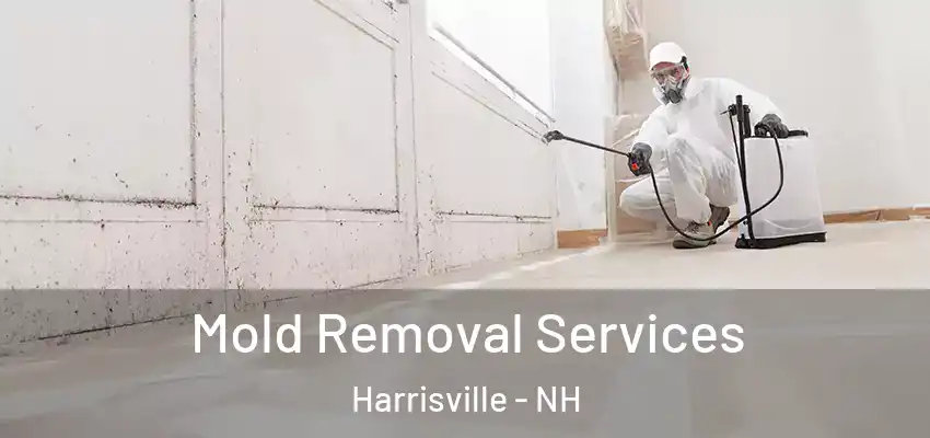  Mold Removal Services Harrisville - NH