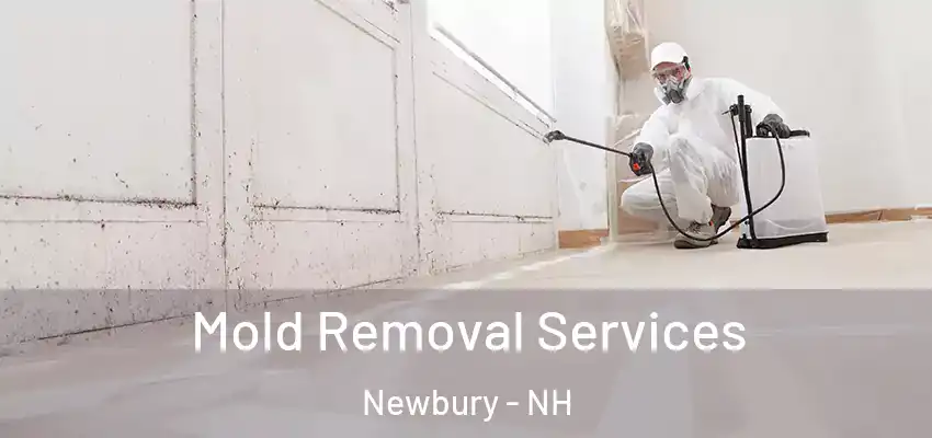  Mold Removal Services Newbury - NH