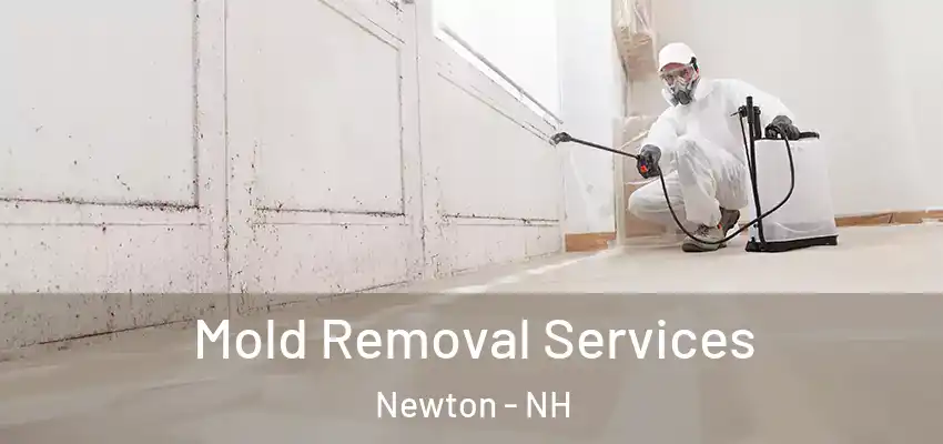 Mold Removal Services Newton - NH