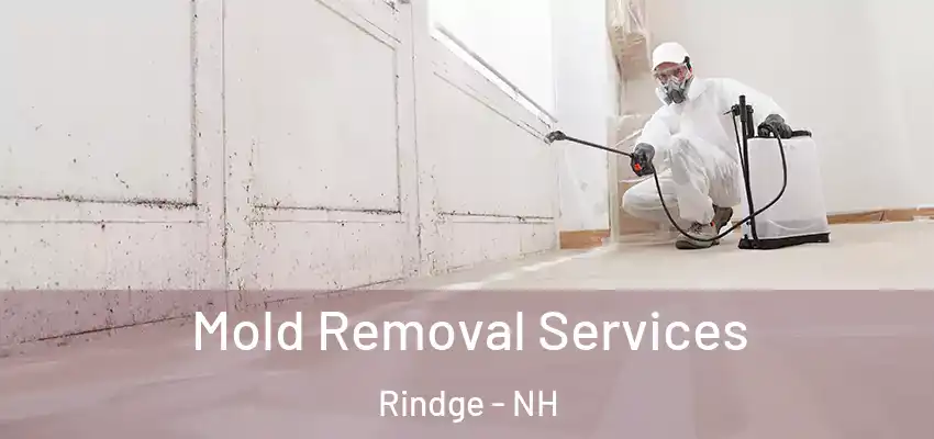 Mold Removal Services Rindge - NH