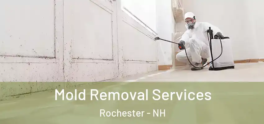  Mold Removal Services Rochester - NH