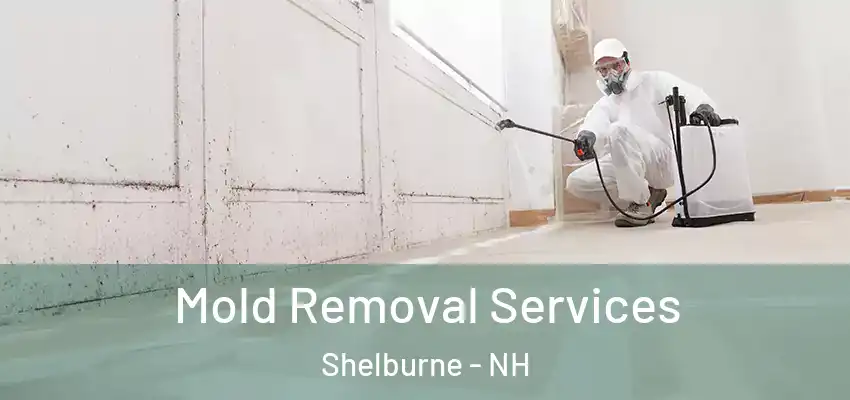  Mold Removal Services Shelburne - NH