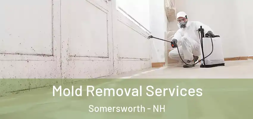  Mold Removal Services Somersworth - NH
