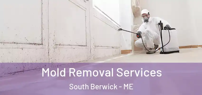  Mold Removal Services South Berwick - ME