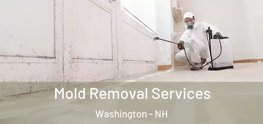 Mold Removal Services Washington - NH